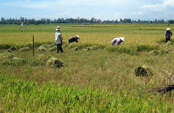 Nông dân thu hoạch lúa Đông xuân