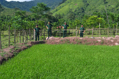 BĐBP Quảng Bình thí điểm trồng cây lúa nước ở Ka Ai.