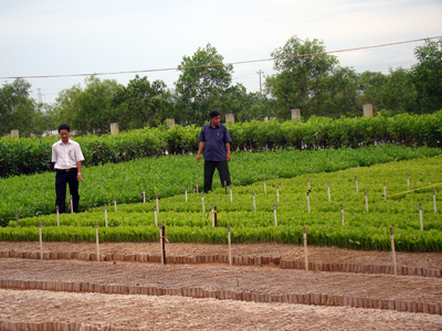 Vườn ươm cây giống lâm nghiệp của Ban QLRPH huyện Quảng Trạch.