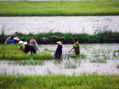 Nông dân huyện Quảng Ninh đang tất bật thu hoạch lúa hè - thu.