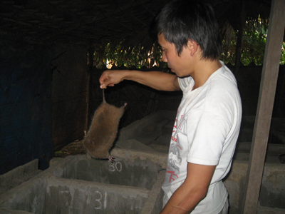 Anh Nguyễn Mạnh Hùng đang kiểm tra sức khỏe các cá thể dúi.