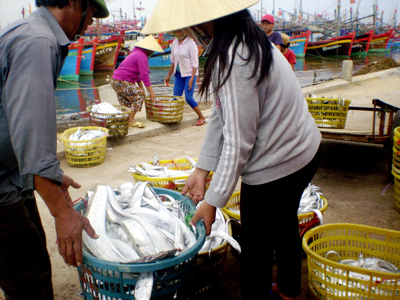 Nhiều tàu của ngư dân trúng cá hố trong chuyến mở màn của vụ Nam.