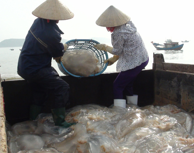 Sứa được chuyển lên xe của thương lái.