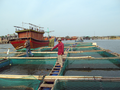 Mô hình nuôi cá vược của anh Nguyễn Loan.