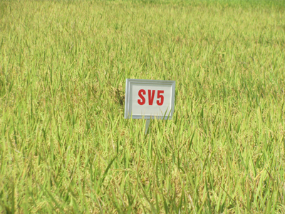 Ruộng thử nghiệm giống lúa SV5.
