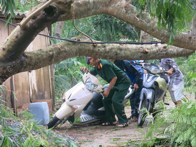 Nhiều tuyến đường trong huyện Minh Hóa bị cây chắn ngang.