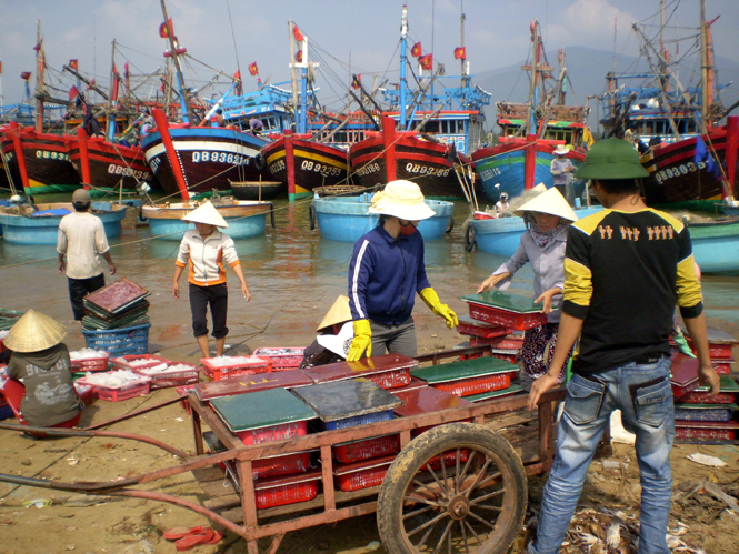 Nhiều tàu cập bến đầy ắp cá khoai.