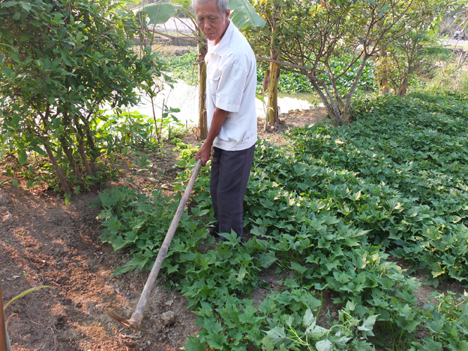 Anh hùng Trịnh Xuân Bảng vẫn chăm chỉ làm vườn.
