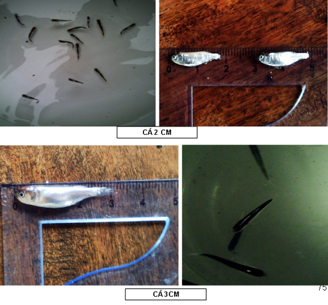 Cá đối mục là đối tượng vật nuôi mang lại hiệu quả kinh tế cao.