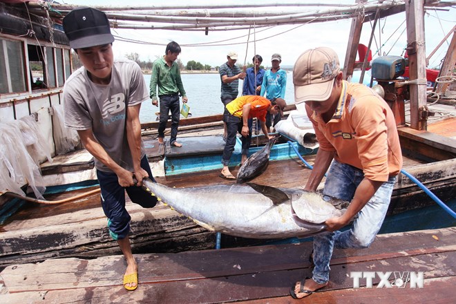 Ngư dân chuyển cá ngừ từ tàu đánh bắt lên cảng Bình Châu huyện Bình Sơn, tỉnh Quảng Ngãi. (Ảnh: Lâm Khánh/TTXVN)