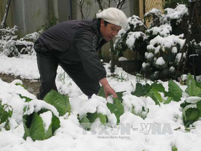  Nhân dân tại huyện Sapa đang thu dọn tuyết trên các vườn rau màu. Ảnh: Lục Văn Toán - TTXVN.