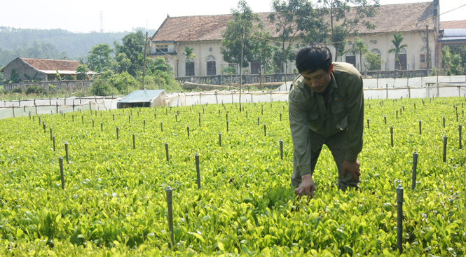 Anh Phạm Xuân Hùng đang kiểm tra vườn ươm cây giống của mình.