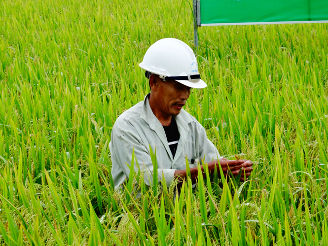 Giống lúa SV181 trên đồng đất Vạn Phúc, Vạn Ninh, Quảng Ninh.