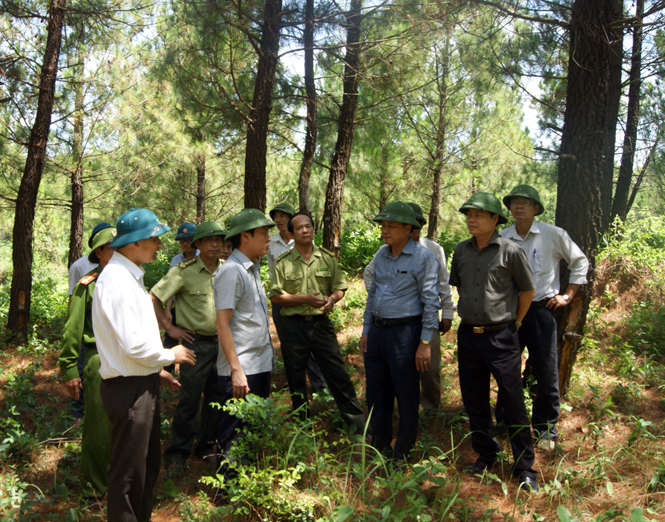 Đồng chí Trần Văn Tuân, Ủy viên Thường vụ Tỉnh ủy, Phó Chủ tịch UBND tỉnh kiểm tra công tác PCCCR ở rừng thông xã Phú Định.