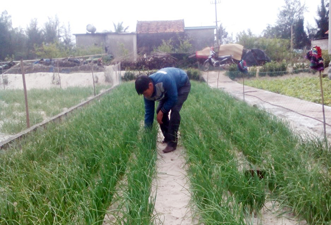  Mô hình trồng hành trên cát, hướng đi mới mang lại hiệu quả kinh tế cao cho nhiều hộ dân ở Hải Ninh