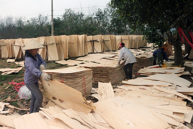 Chế biến sản phẩm từ gỗ rừng trồng.