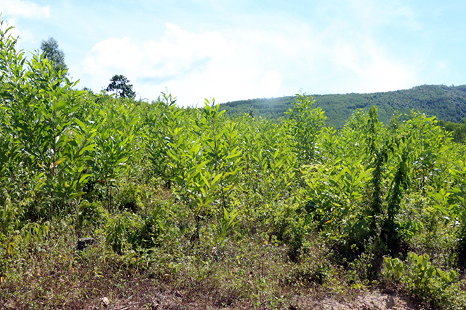  Diện tích keo trồng mới trên địa bàn huyện Bố Trạch.