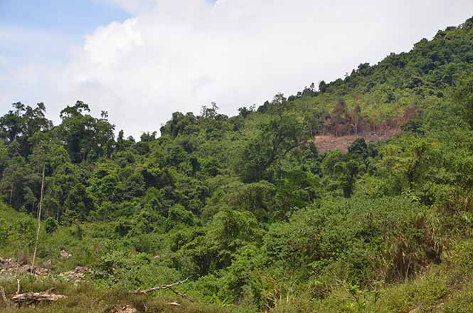 Cử tri Tuyên Hóa đề nghị Nhà nước hỗ trợ kinh phí chuyển đổi rừng nghèo kiệt sang trồng rừng kinh tế.