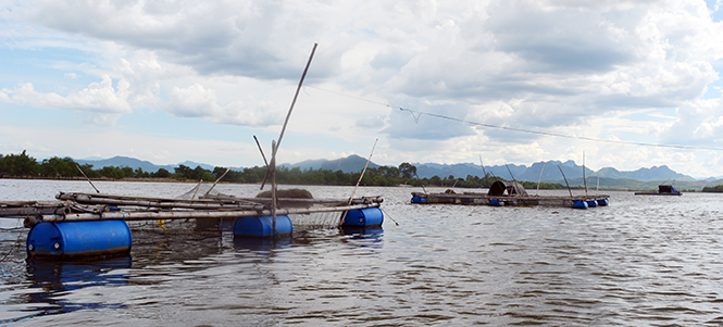 Những lồng cá của các hộ dân xã Duy Ninh nuôi trên sông Kiến Giang.