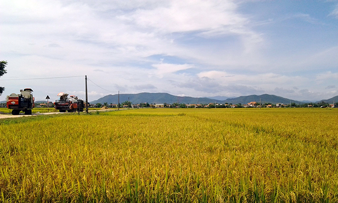 Mô hình cánh đồng lúa chất lượng cao theo quy trình sản xuất cải tiến SRI đã góp phần tăng thu nhập cho nhân dân xã Quảng Lộc.