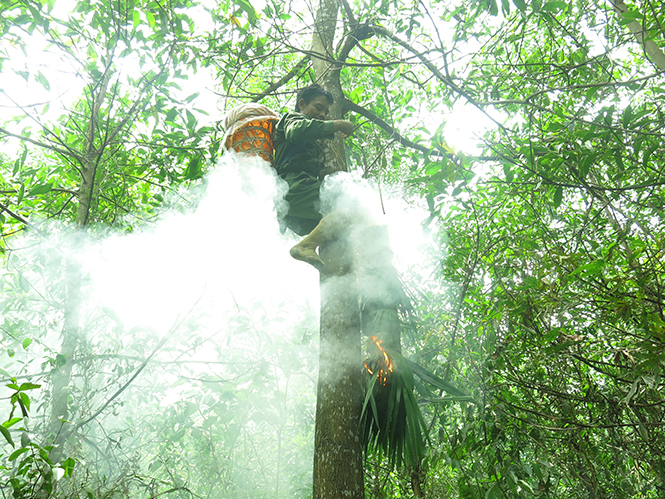 Anh Cao Ngọc Khương đang đánh ong trên ngọn cây.