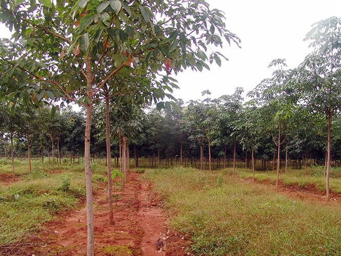 Vườn cây cao su của Công ty Lệ Ninh chiếm 85% giá trị DN.