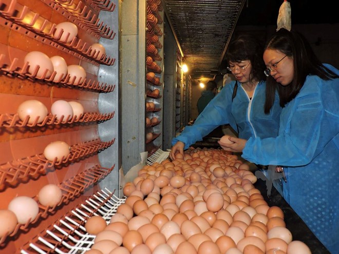  Trứng gà sản xuất theo công nghệ cao của Dabaco. (Ảnh: Thanh Tâm/Vietnam+)