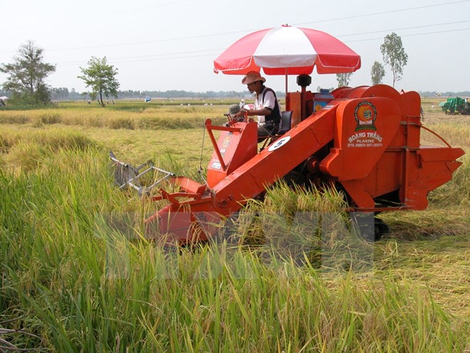 Thu hoạch lúa bằng máy gặt đập liên hợp. (Ảnh: Văn Trí/TTXVN)