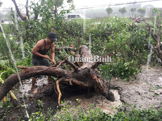 Người dân thôn Dum, xã Sen Thủy xử lý cây cổ thụ bị bật gốc do lốc xoáy.