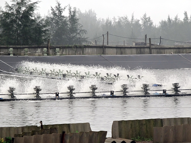 Những hồ tôm ở Ngư Thủy Trung đã sôi động trở lại.