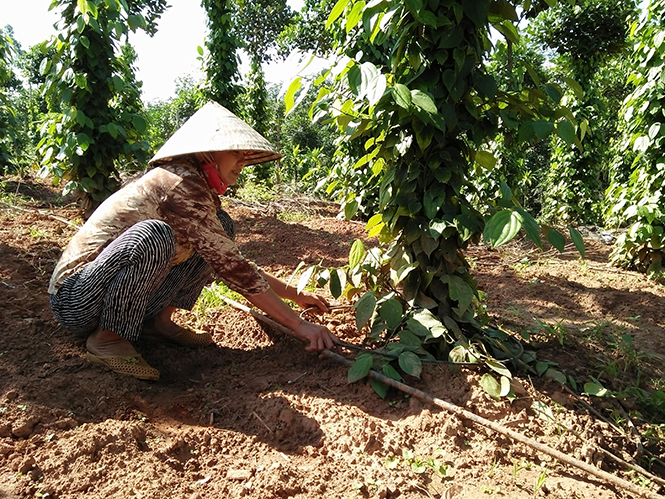  Đường ống tưới nước nhỏ giọt đang hoạt động tại vườn tiêu 2 năm tuổi của chị Hoài (thị trấn Nông trường Việt Trung).