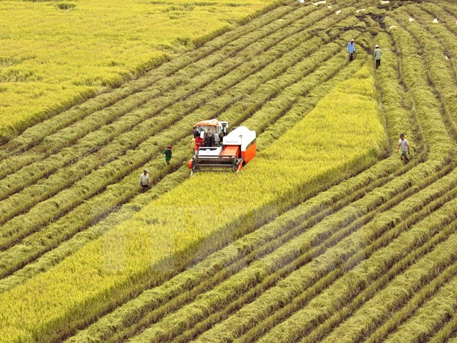 Thu hoạch lúa trên cánh đồng mẫu lớn ở xã Vị Thanh, huyện Vị Thanh, tỉnh Hậu Giang. (Ảnh: Duy Khương/TTXVN)