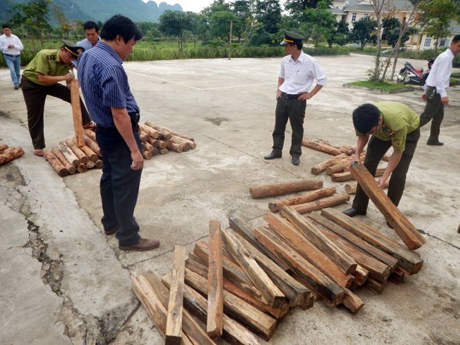 Số gỗ Hương Giáng bị lực lượng kiểm lâm VQG PN-KB bắt giữ và xử lý.