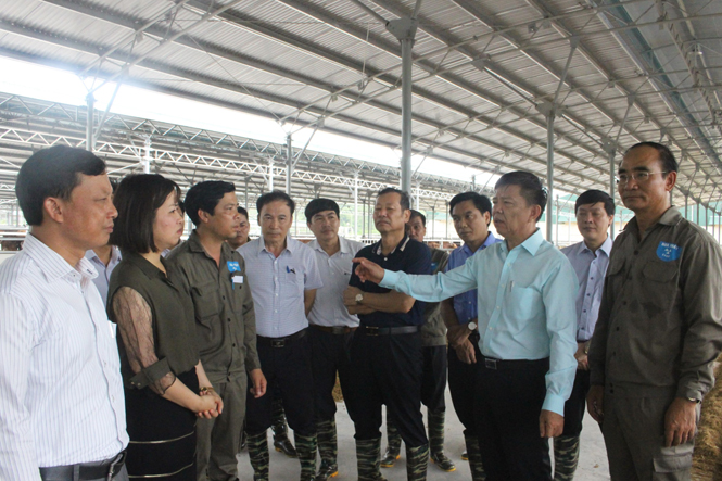 Đồng chí Nguyễn Hữu Hoài, Phó Bí thư Tỉnh ủy, Chủ tịch UBND tỉnh kiểm tra tình hình thực hiện Dự án chăn nuôi bò thịt áp dụng công nghệ cao.  