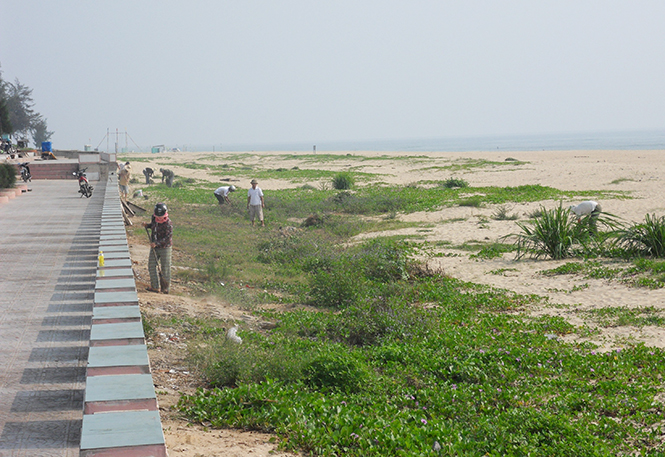 Các hộ dân xã Quang Phú, TP. Đồng Hới tham gia thu gom rác tại bãi biển.