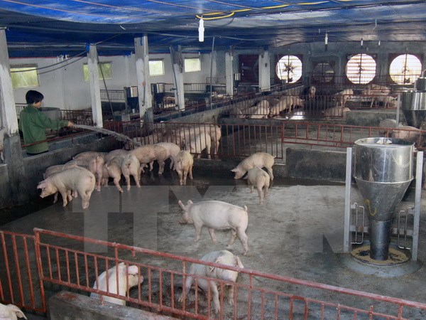 Một trang trại chăn nuôi lợn thịt tại gia đình. (Ảnh: Vũ Sinh/TTXVN)
