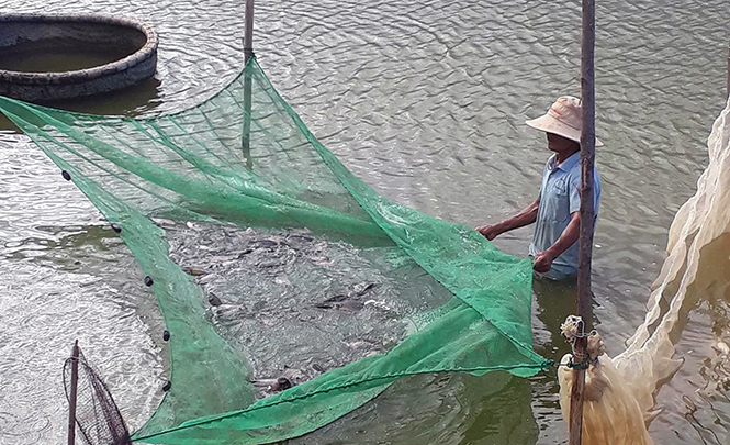 Quảng Trạch: Thử nghiệm mô hình nuôi cá dìa thương phẩm