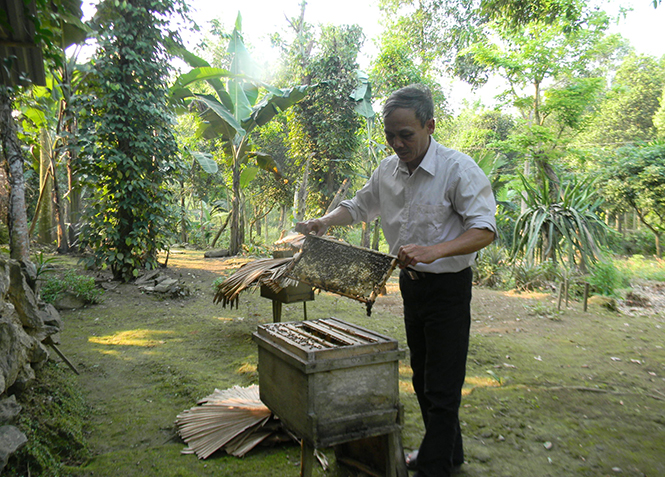 Một mô hình nuôi ong lấy mật của CCB xã Thuận Hoá, huyện Tuyên Hoá.