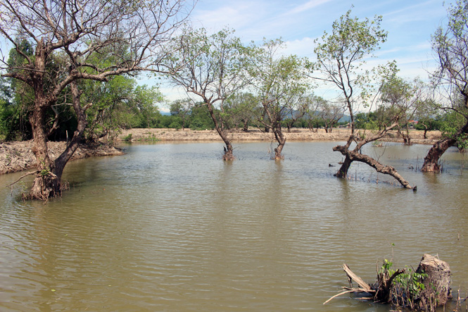 Khi UBND xã Tân Ninh vào cuộc kiểm tra, thì rừng bần đã trở thành hồ nuôi trồng thủy sản với quy mô lớn.