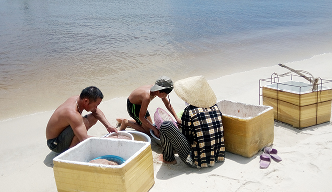 Trong rất nhiều ngư dân bãi ngang Hải Ninh bám biển đêm ngày mưu sinh, có những cậu bé vừa mới rời khỏi mái trường THCS.