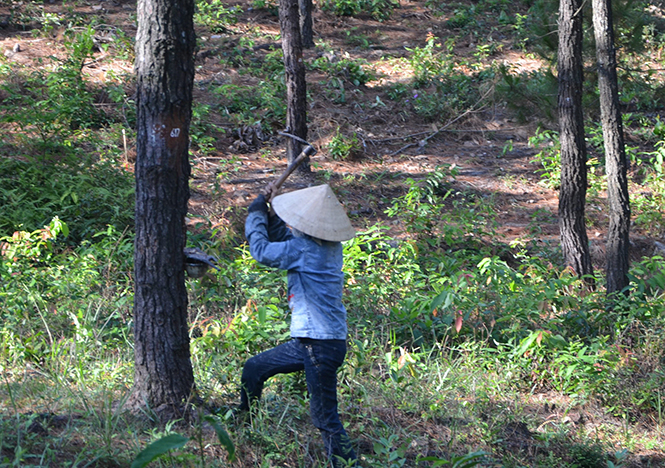 Công nhân nhận rừng thông chăm sóc khai thác.