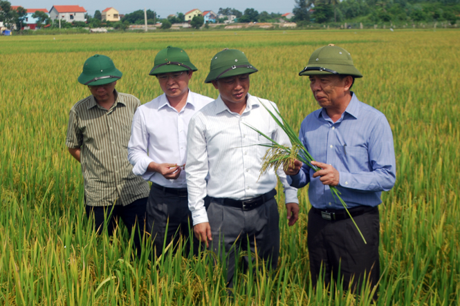 Đồng chí Nguyễn Hữu Hoài, Phó Bí thư Tỉnh ủy, Chủ tịch UBND tỉnh kiểm tra tình hình sản xuất lúa vụ hè-thu tại xã Lương Ninh.
