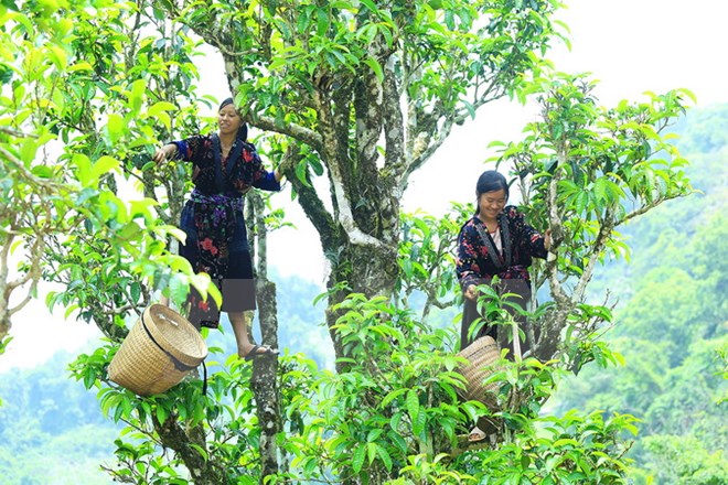 Sản xuất hữu cơ góp phần nâng cao vị thế nông nghiệp Việt Nam
