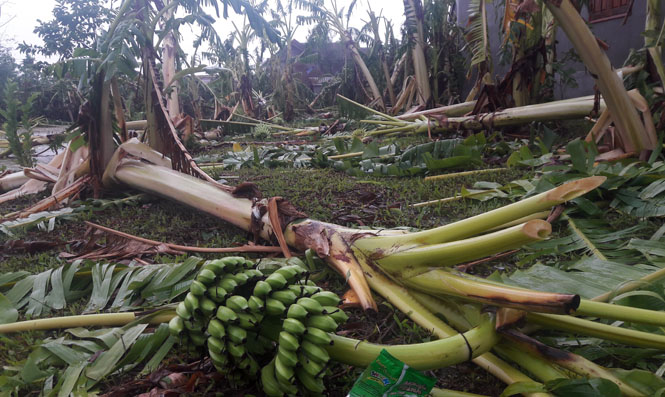 Nhiều cây trồng của dân bị hư hỏng hoàn toàn.