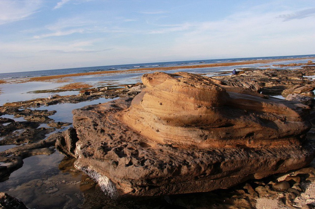 Hóa thạch san hô khổng lồ hình cối xay (phần trên là phần xay, phần dưới là phần thớt) vừa được phát hiện - Ảnh: TRẦN MAI
