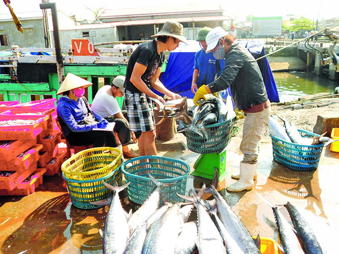 Ngư dân Quảng Bình trúng vụ cá nam năm 2017.