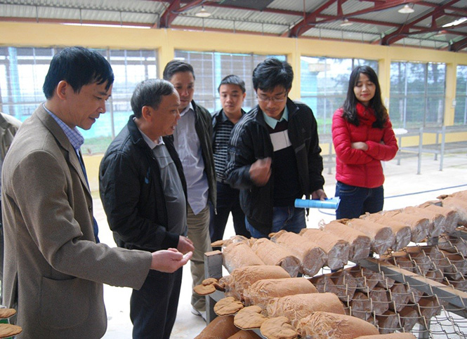 Lãnh đạo Sở KH-CN kiểm tra ứng dụng chuyển giao công nghệ sản xuất chế phẩm sinh học xử lý nguyên liệu nuôi trồng nấm tại tỉnh ta.