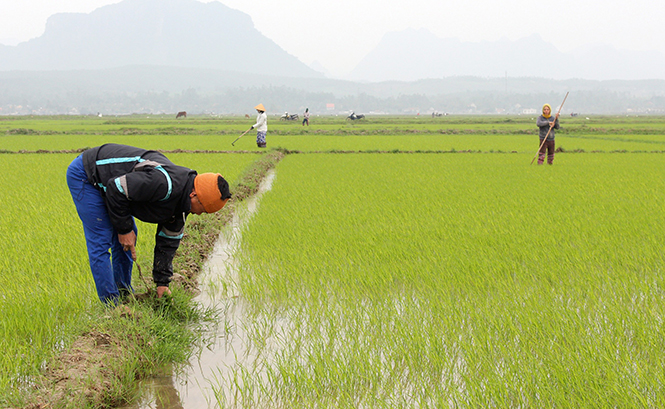Bà con nông dân xã Tân Ninh đang chăm sóc cho diện tích lúa gieo trà đầu.