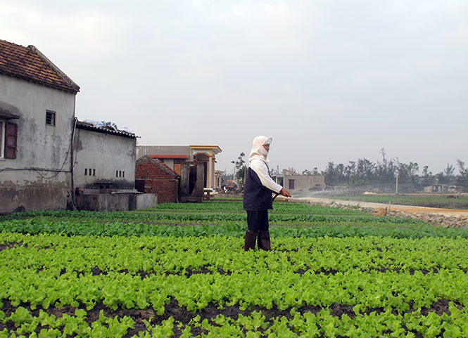 Nông dân xã Phù Hóa (Quảng Trạch) chuyển đổi diện tích đất trồng lúa kém hiệu quả sang trồng rau màu.