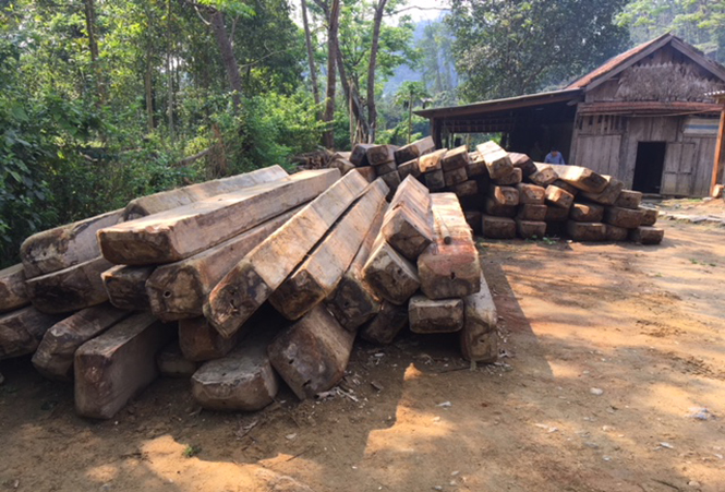 Gỗ tang vật được lực lượng chức năng ở Tuyên Hóa vận xuất về Trạm bảo vệ rừng Khe Núng (thuộc Ban quản lý rừng phòng hộ Tuyên Hoá) để bảo vệ theo quy định.